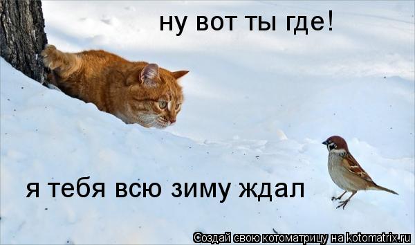 Котоматрица: ну вот ты где! я тебя всю зиму ждал