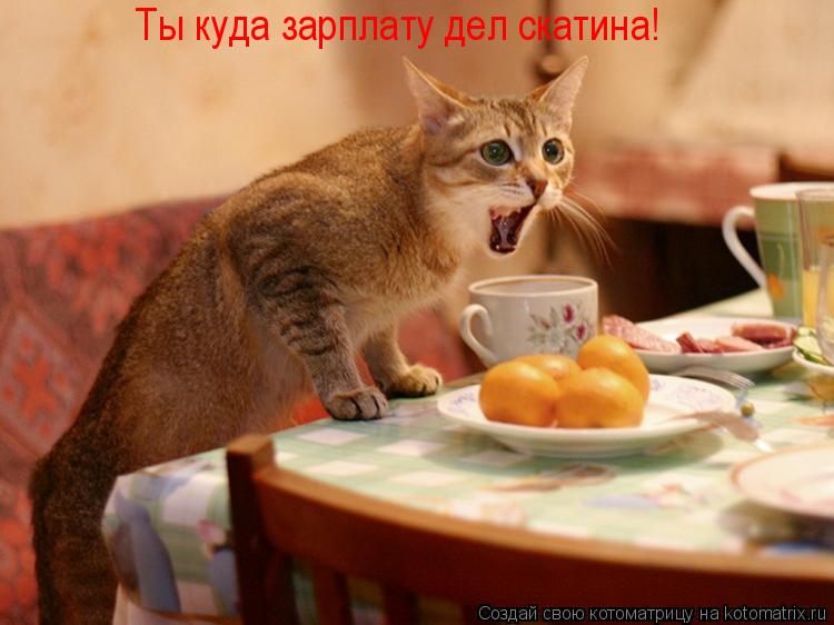Котоматрица: Ты куда зарплату дел скатина!