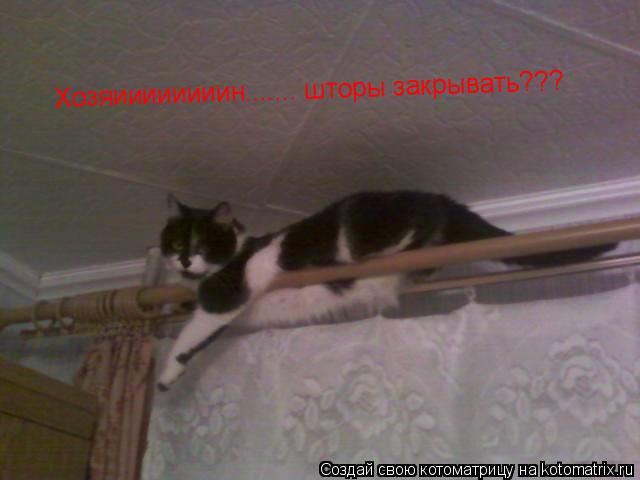 Котоматрица: Хозяиииииииин....... шторы закрывать???