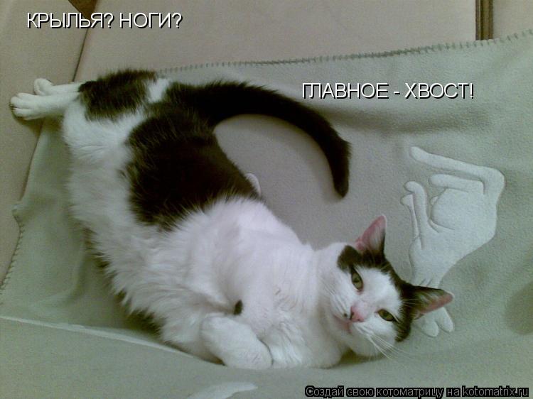 Котоматрица: КРЫЛЬЯ? НОГИ? ГЛАВНОЕ - ХВОСТ!