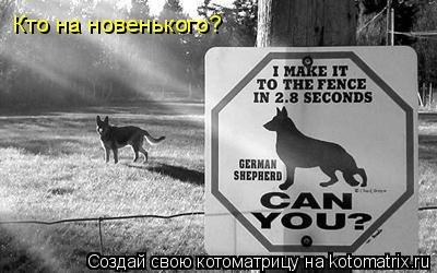 Котоматрица: Кто на новенького?