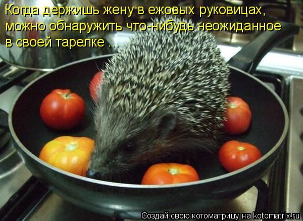 Котоматрица: Когда держишь жену в ежовых руковицах, можно обнаружить что-нибудь неожиданное в своей тарелке ...