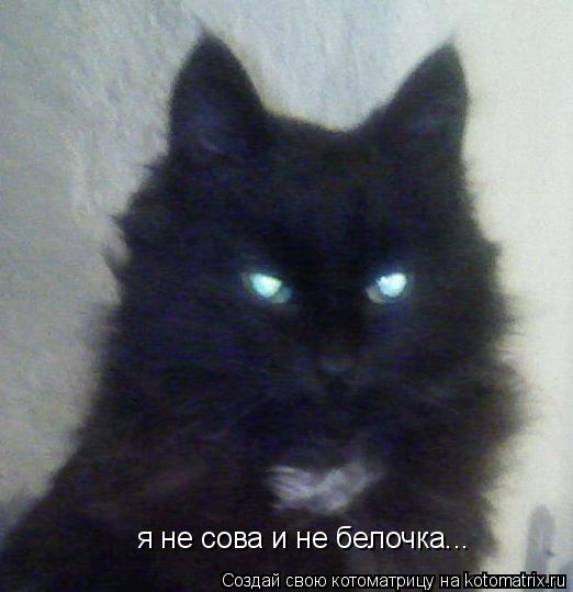 Котоматрица: я не сова и не белочка...