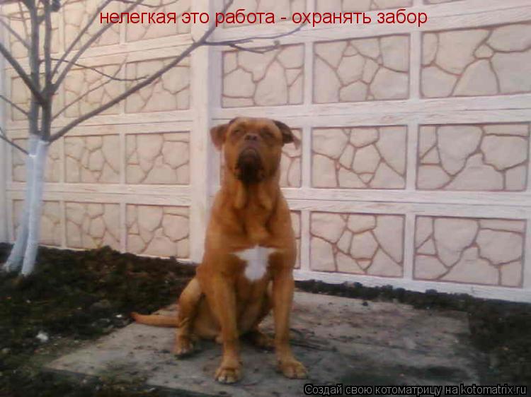 Котоматрица: нелегкая это работа - охранять забор