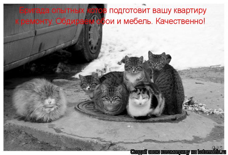 Котоматрица: Бригада опытных котов подготовит вашу квартиру  к ремонту. Обдираем обои и мебель. Качественно!