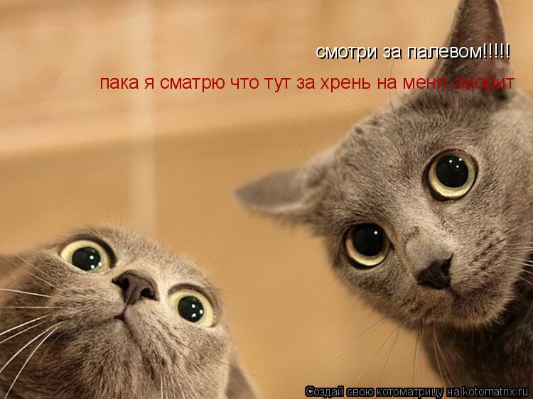 Котоматрица: смотри за палевом!!!!! пака я сматрю что тут за хрень на меня сморит
