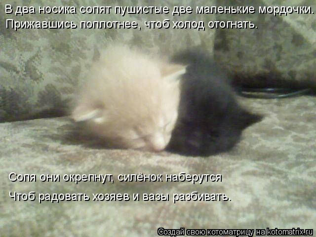 Котоматрица: В два носика сопят пушистые две маленькие мордочки. Прижавшись поплотнее, чтоб холод отогнать. Сопя они окрепнут, силёнок наберутся Чтоб ра