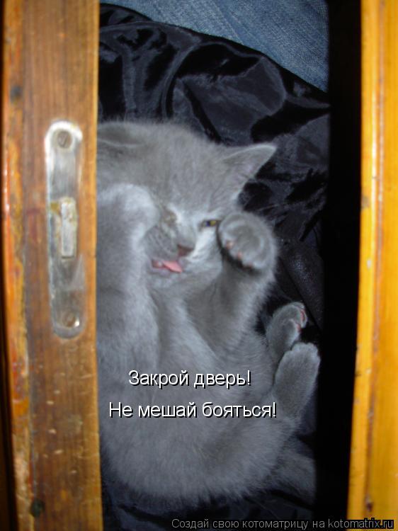 Закрой дверь! Не мешай бояться!... Котоматрица: Закрой дверь! Не мешай бояться!