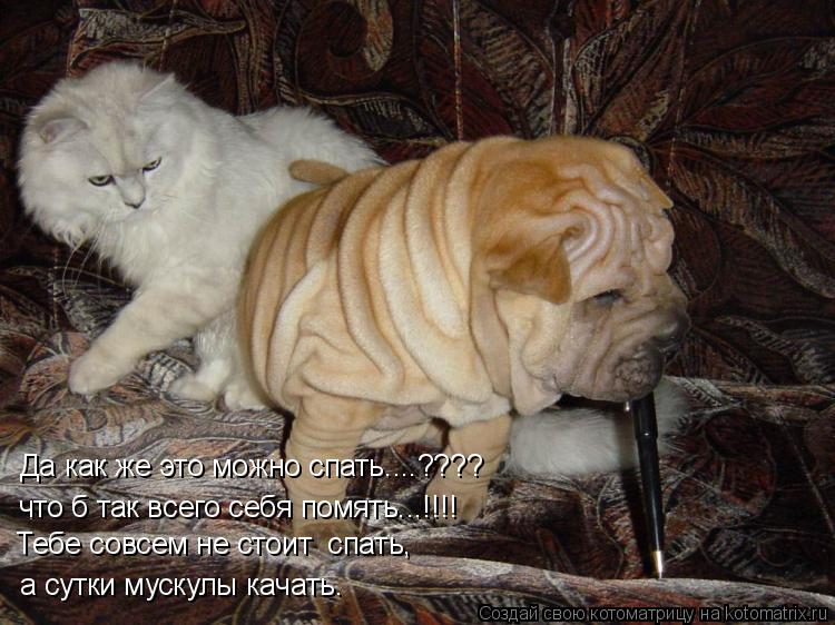 Да как же это можно спать....???? что б так всего себя помять...!!!! а сутки мускулы качать. Тебе сов... Котоматрица: Да как же это можно спать....???? что б так всего себя помять...!!!! а сутки мускулы качать. Тебе совсем не стоит спать,