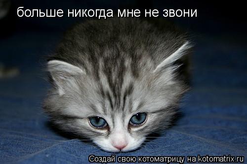 больше никогда мне не звони... Котоматрица: больше никогда мне не звони