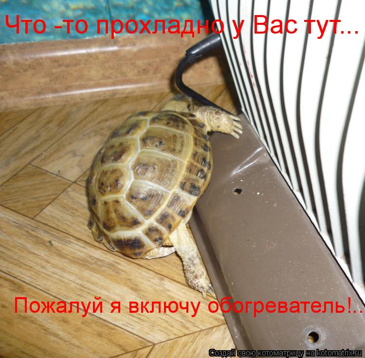 Котоматрица: Что то прохладно у вас тут... Что -то прохладно у Вас тут... Пожалуй я включу обогреватель!...