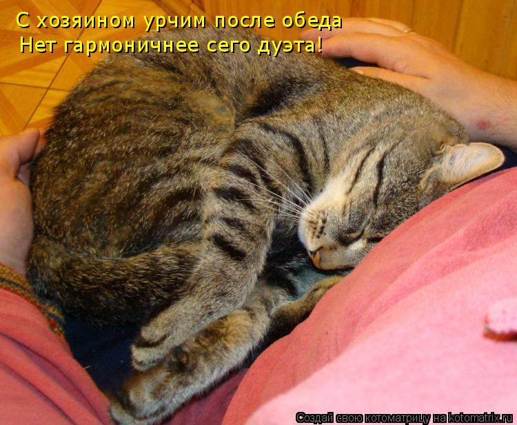 Котоматрица: С хозяином урчим после обеда Нет гармоничнее сего дуэта!