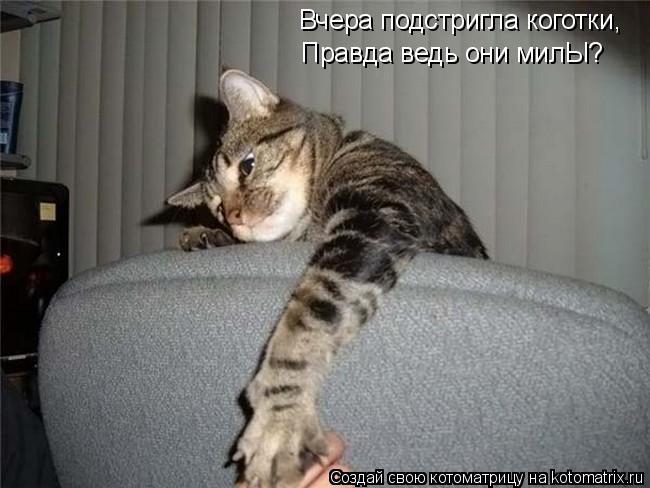 Вчера подстригла коготки, Правда ведь они милЫ?... Котоматрица: Вчера подстригла коготки, Правда ведь они милЫ?