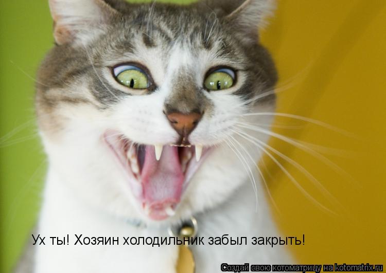 Ух ты! Хозяин холодильник забыл закрыть!... Котоматрица: Ух ты! Хозяин холодильник забыл закрыть!