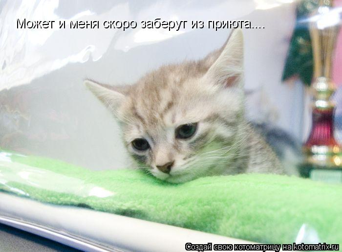 Может и меня скоро заберут из приюта....... Котоматрица: Может и меня скоро заберут из приюта....