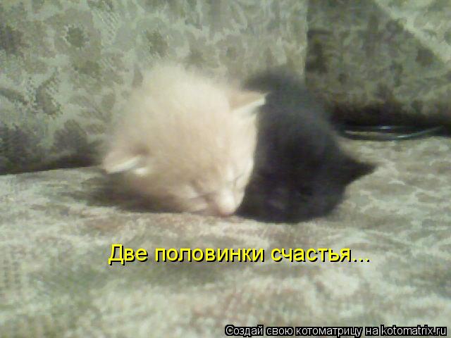 Две половинки счастья...... Котоматрица: Две половинки счастья...
