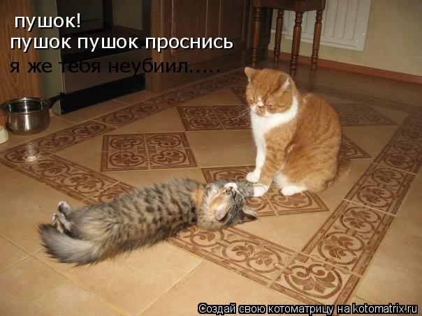 Котоматрица: пушок! пушок пушок проснись я же тебя неубиил.....