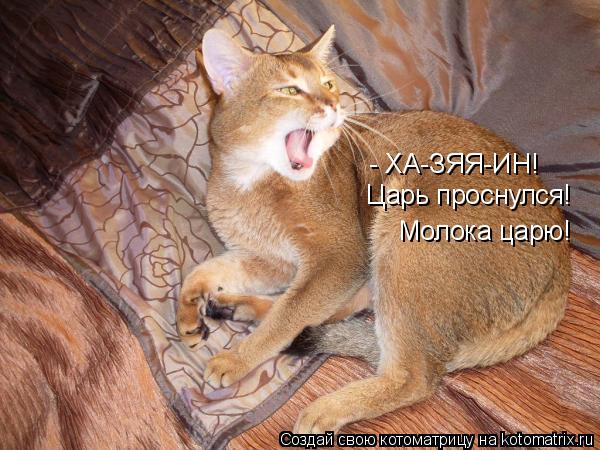 Котоматрица: - ХА-ЗЯЯ-ИН! Царь проснулся! Молока царю!