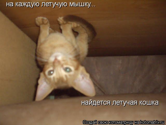 Котоматрица: на каждую летучую мышку... найдется летучая кошка
