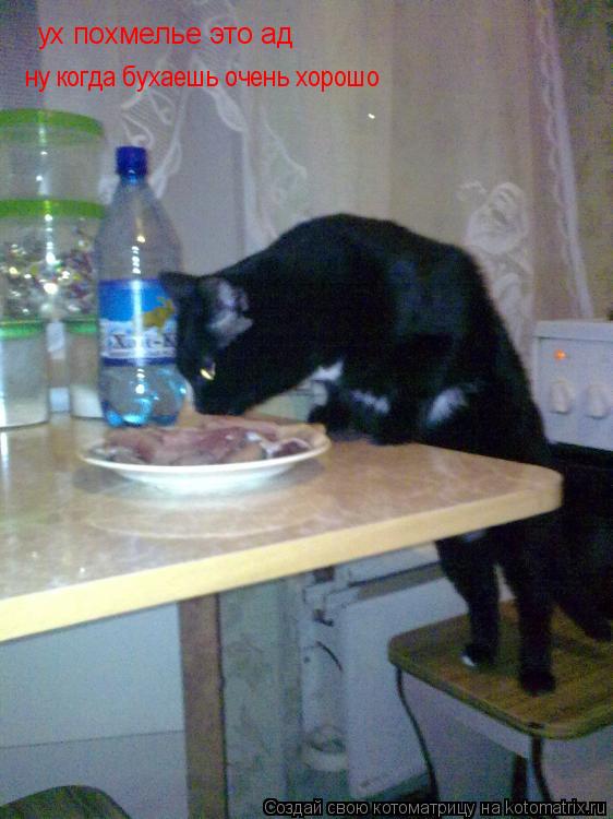 Котоматрица: ух похмелье это ад ну когда бухаешь очень хорошо