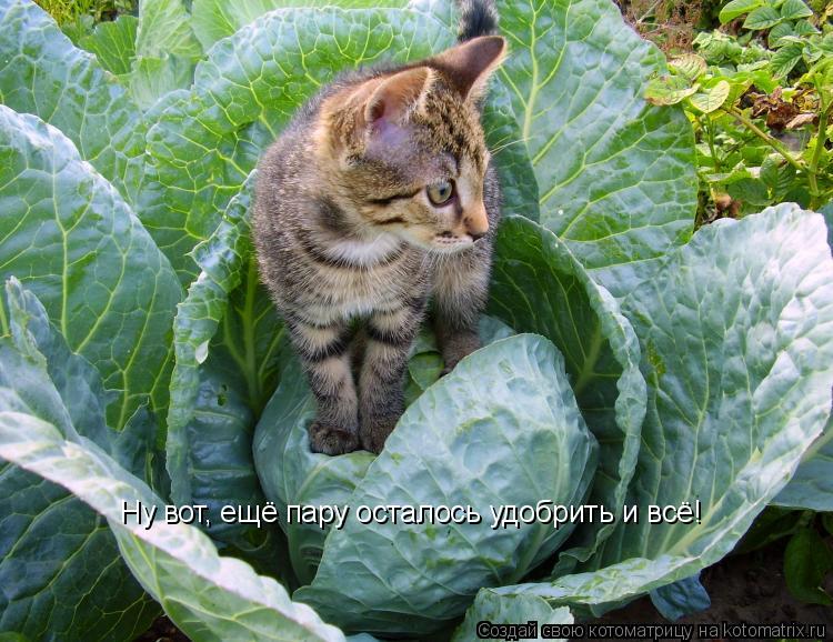 Котоматрица: Ну вот, ещё пару осталось удобрить и всё!