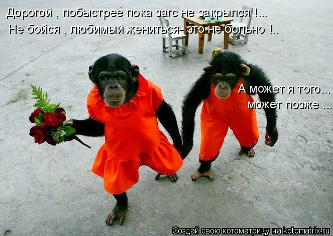Дорогой , побыстрее пока загс не закрылся !... А может я того... Не бойся , любимый жениться- это не ... Котоматрица: Дорогой , побыстрее пока загс не закрылся !... А может я того... Не бойся , любимый жениться- это не больно !.. может позже ...