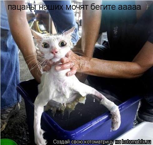 пацаны наших мочят бегите ааааа... Котоматрица: пацаны наших мочят бегите ааааа