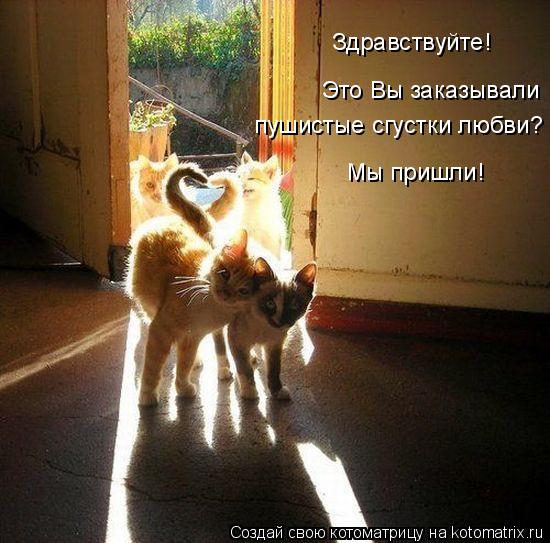 Котоматрица: Здравствуйте! Это Вы заказывали  пушистые сгустки любви? Мы пришли!