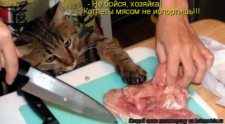 - Не бойся, хозяйка! Котлеты мясом не испортишь!!!... Котоматрица: - Не бойся, хозяйка! Котлеты мясом не испортишь!!!