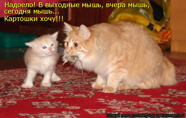 Котоматрица: Надоело! В выходные мышь, вчера мышь, сегодня мышь... Картошки хочу!!!