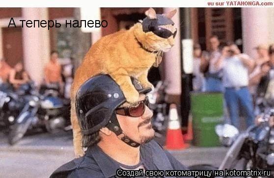 Котоматрица: А теперь налево