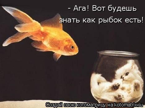 Котоматрица: - Ага! Вот будешь знать как рыбок есть!