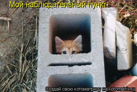 Котоматрица: Мой наблюдательный пункт!