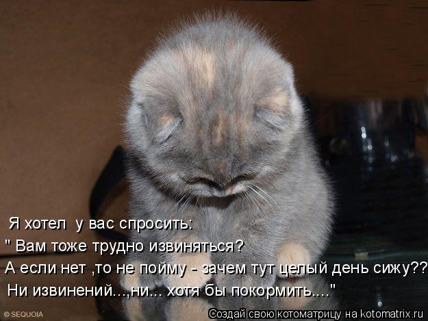 Котоматрица: Я хотел  у вас спросить: " Вам тоже трудно извиняться? А если нет ,то не пойму - зачем тут целый день сижу??? Ни извинений...,ни... хотя бы покормит
