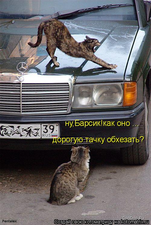 Котоматрица: ну,Барсик!как оно ... дорогую тачку обхезать?