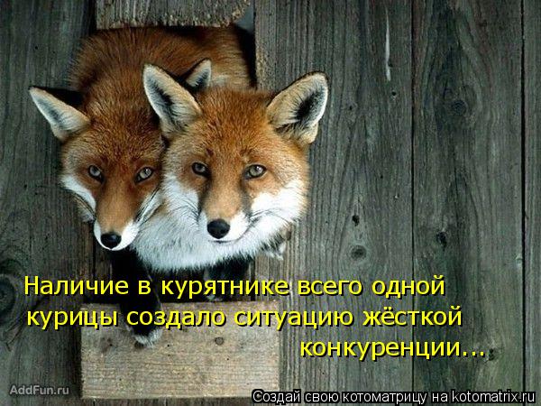 Наличие в курятнике всего одной курицы создало ситуацию жёсткой конкуренции...... Котоматрица: Наличие в курятнике всего одной курицы создало ситуацию жёсткой конкуренции...