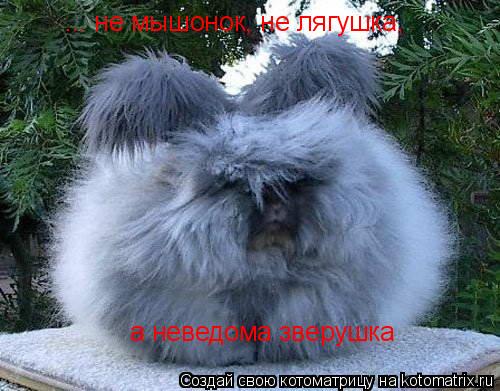 ... не мышонок, не лягушка, а неведома зверушка... Котоматрица: ... не мышонок, не лягушка, а неведома зверушка
