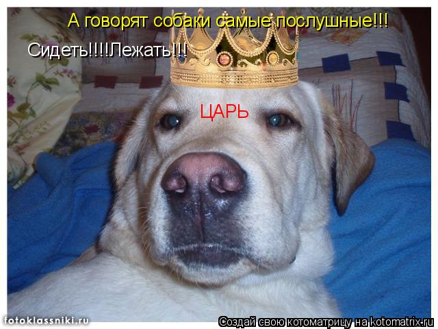 ЦАРЬ Сидеть!!!!Лежать!!! А говорят собаки самые послушные!!!... Котоматрица: ЦАРЬ Сидеть!!!!Лежать!!! А говорят собаки самые послушные!!!