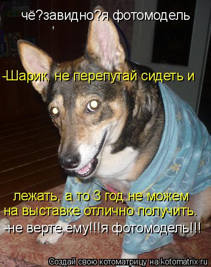 -Шарик, не перепутай сидеть и лежать, а то 3 год не можем чё?завидно?я фотомодель -не верте ему!!!я... Котоматрица: -Шарик, не перепутай сидеть и лежать, а то 3 год не можем чё?завидно?я фотомодель -не верте ему!!!я фотомодель!!! на выставке отлично получить.