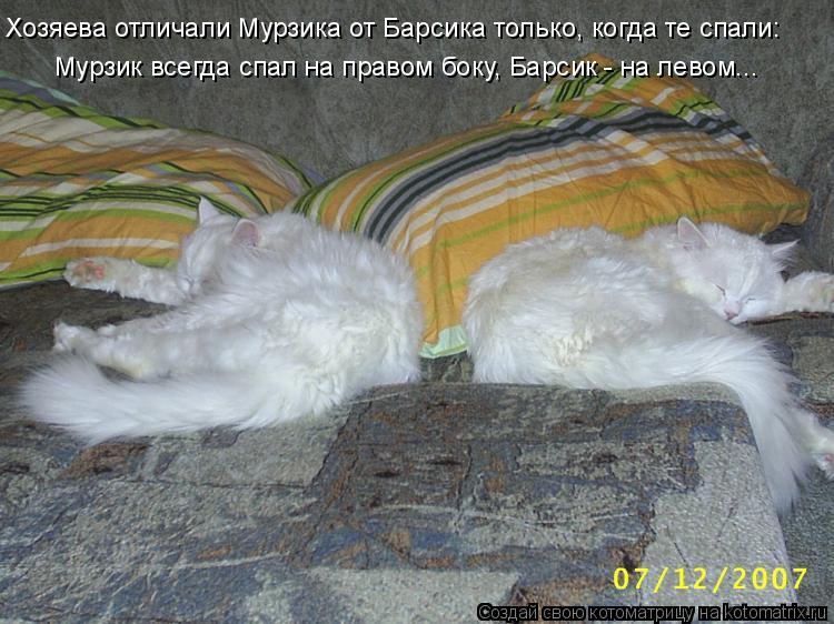 Котоматрица: Хозяева отличали Мурзика от Барсика только, когда те спали: Мурзик всегда спал на правом боку, Барсик - на левом...