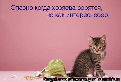 Котоматрица: Опасно когда хозяева сорятся,  но как интересноооо!