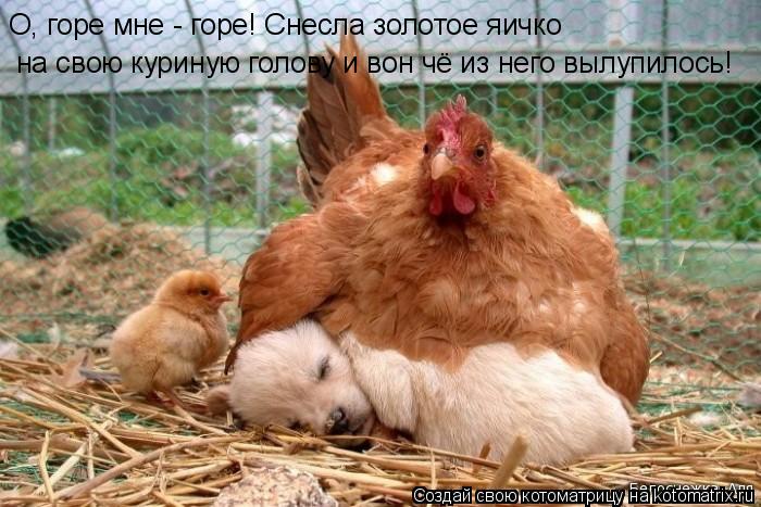 О, горе мне - горе! Снесла золотое яичко на свою куриную голову и вон чё из него вылупилось!... Котоматрица: О, горе мне - горе! Снесла золотое яичко на свою куриную голову и вон чё из него вылупилось!