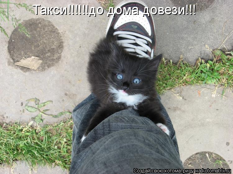 Котоматрица: Такси!!!!!!до дома довези!!!