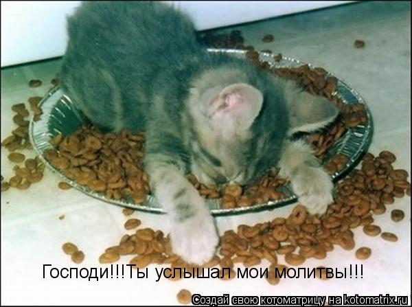 Котоматрица: Господи!!!Ты услышал мои молитвы!!!