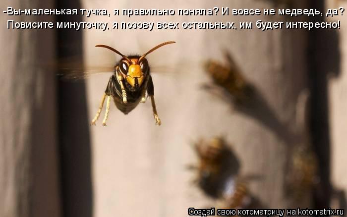-Вы-маленькая тучка, я правильно поняла? И вовсе не медведь, да? Повисите минуточку, я позову всех о... Котоматрица: -Вы-маленькая тучка, я правильно поняла? И вовсе не медведь, да? Повисите минуточку, я позову всех остальных, им будет интересно!