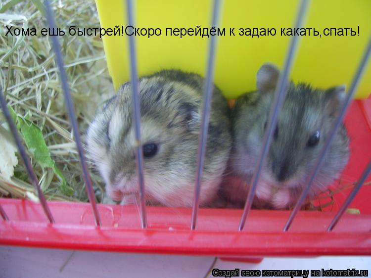 Хома ешь быстрей!Скоро перейдём к задаю какать,спать!... Котоматрица: Хома ешь быстрей!Скоро перейдём к задаю какать,спать!
