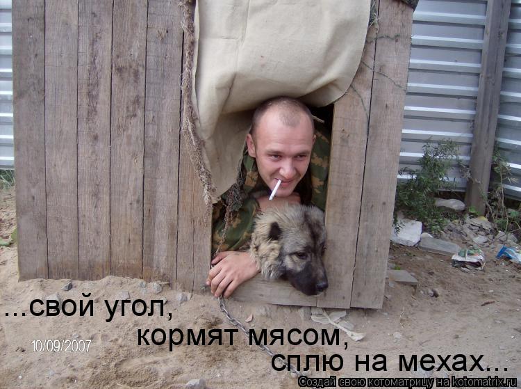 Котоматрица: сплю на мехах... ...свой угол,  кормят мясом,