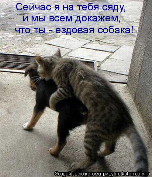 Сейчас я на тебя сяду, и мы всем докажем, что ты - ездовая собака!... Котоматрица: Сейчас я на тебя сяду, и мы всем докажем, что ты - ездовая собака!