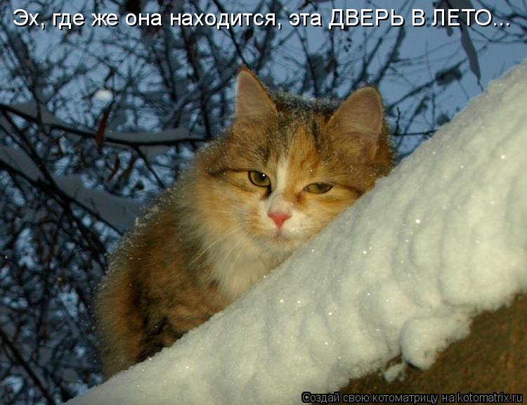 Эх, где же она находится, эта ДВЕРЬ В ЛЕТО...... Котоматрица: Эх, где же она находится, эта ДВЕРЬ В ЛЕТО...