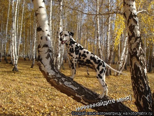 Котоматрица: нннннннайдите меня)